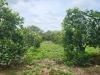 Vườn Trái Cây Siêu Đẹp Tại Cư Êwi – Cư Kuin – Đăk Lăk - 12894079